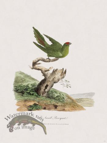 48 New Holland Caffowary